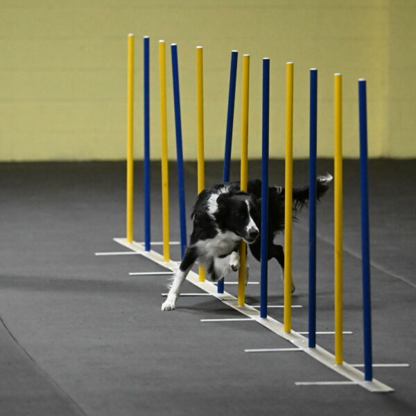 Lincoln-Hollada-09180