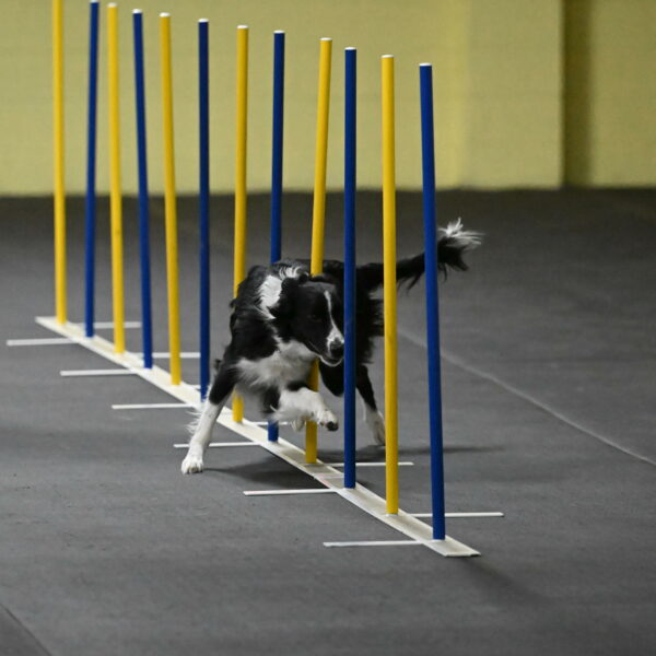 Lincoln-Hollada-09186