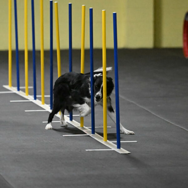 Lincoln-Hollada-09188