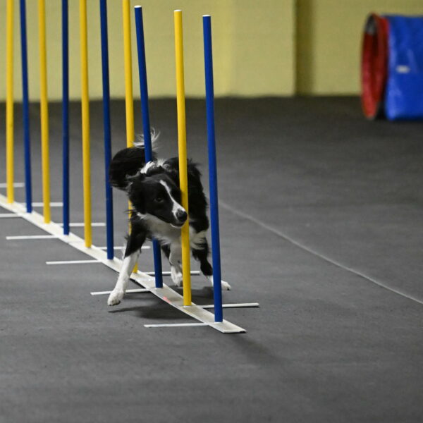 Lincoln-Hollada-09191