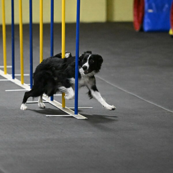 Lincoln-Hollada-09195