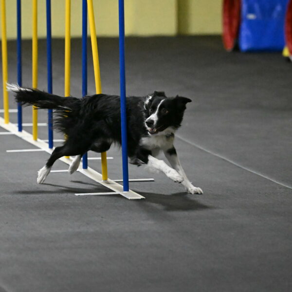 Lincoln-Hollada-09196