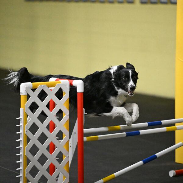 Lincoln-Hollada-09200