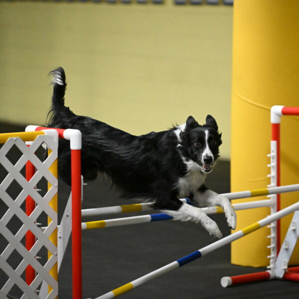 Lincoln-Hollada-09201