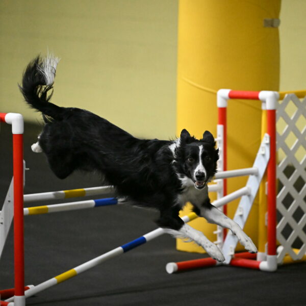 Lincoln-Hollada-09202