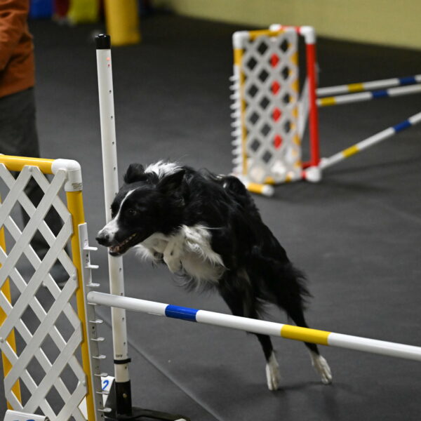 Lincoln-Hollada-09217