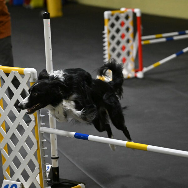 Lincoln-Hollada-09218