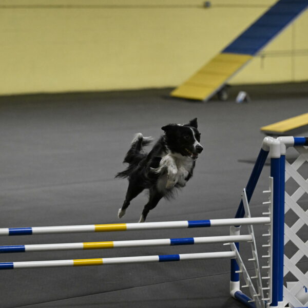 Lincoln-Hollada-09263