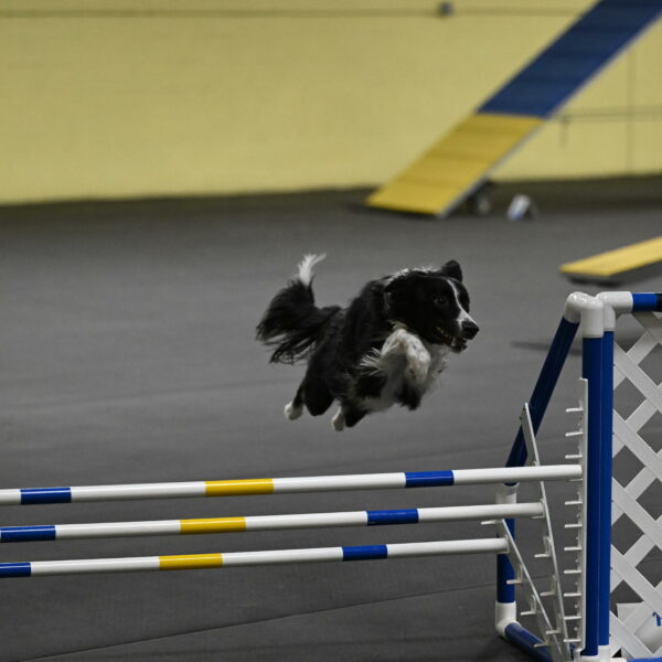 Lincoln-Hollada-09264