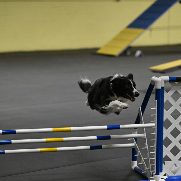 Lincoln-Hollada-09265