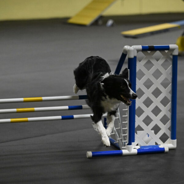 Lincoln-Hollada-09267