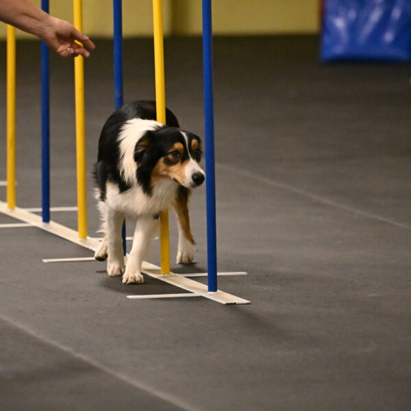 Lovey-Dovey-Shipman-09715