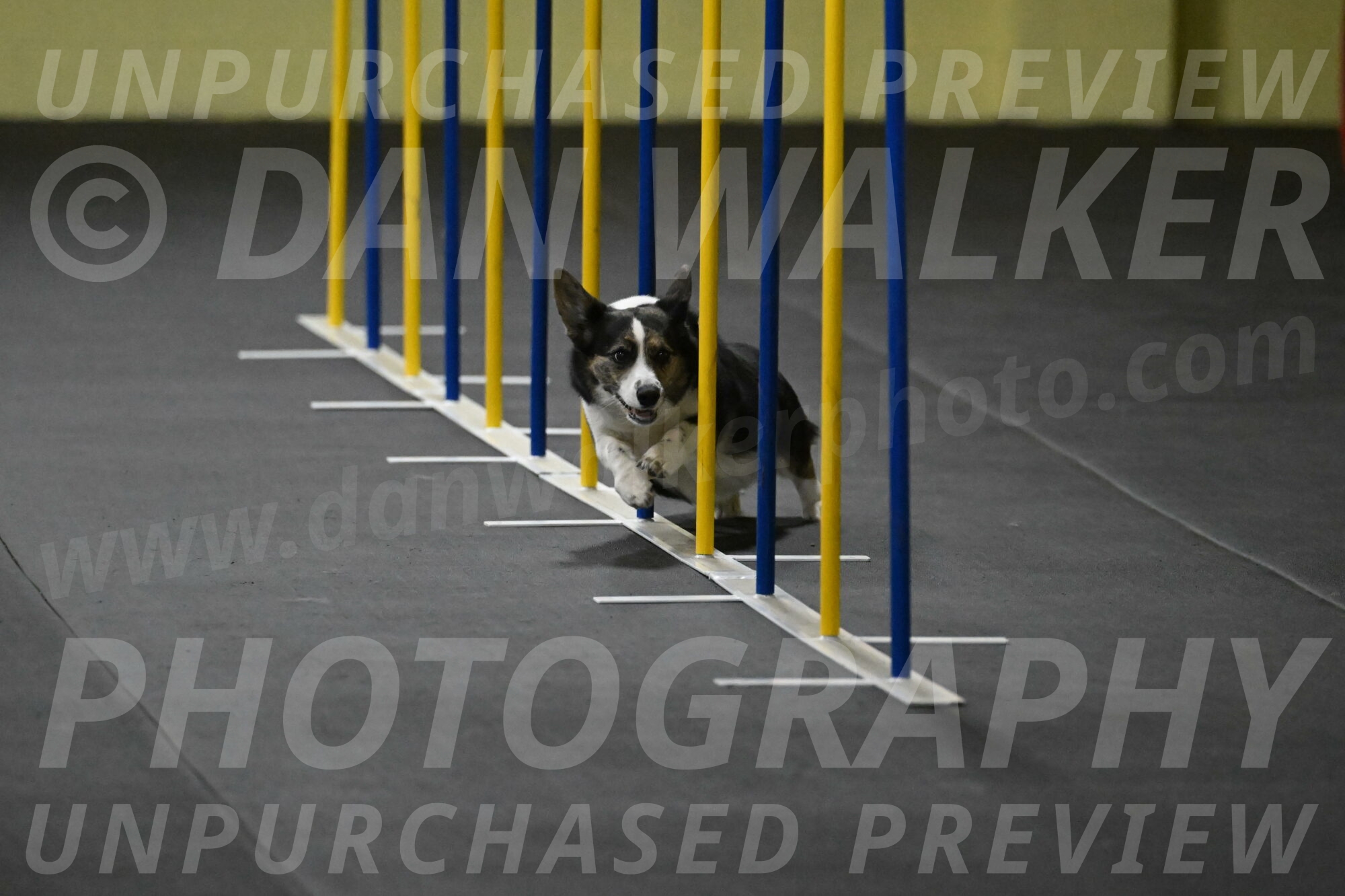 Mischief-Santin-13694