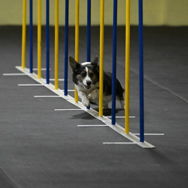 Mischief-Santin-13694