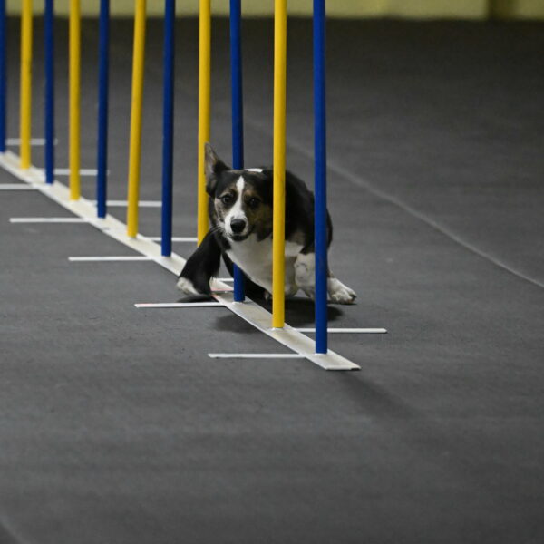 Mischief-Santin-13699