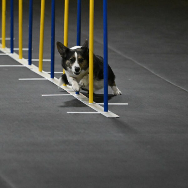 Mischief-Santin-13700