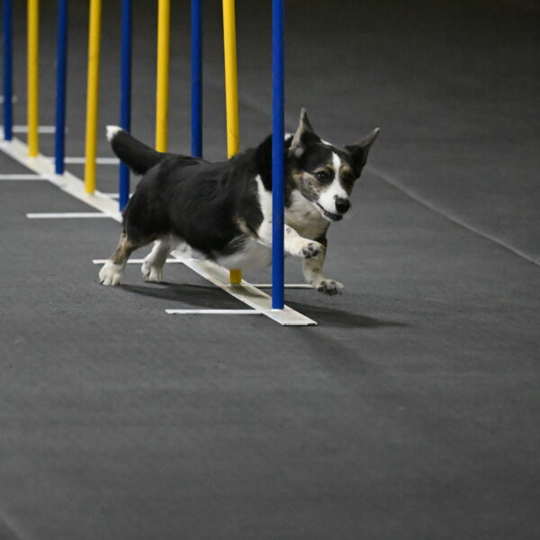 Mischief-Santin-13703