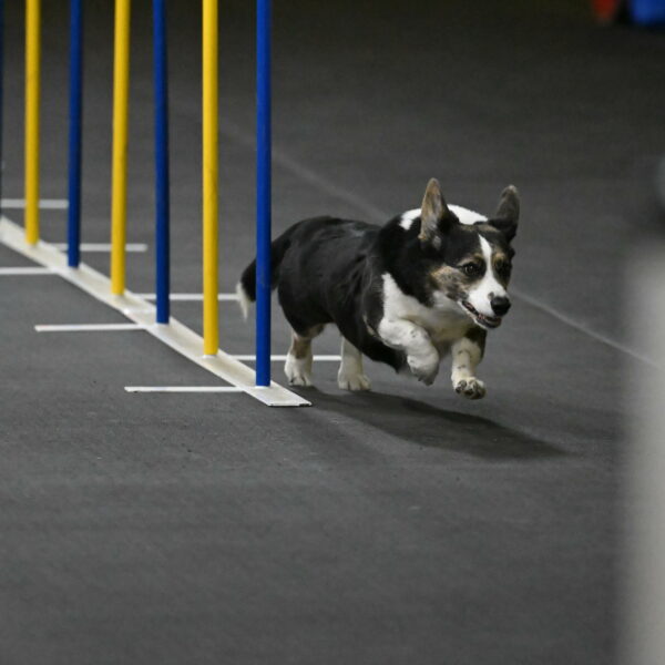 Mischief-Santin-13706