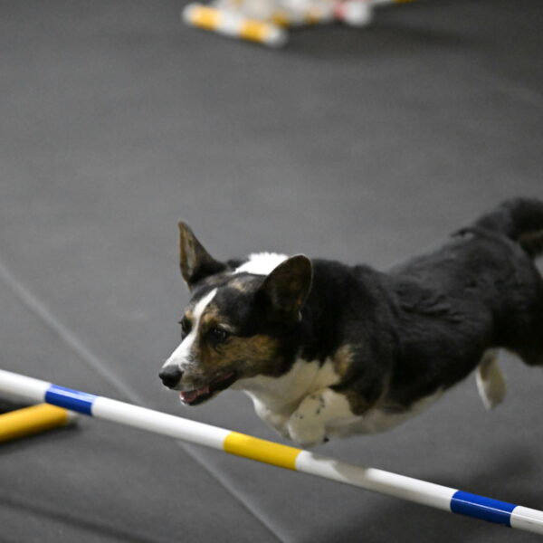 Mischief-Santin-13712