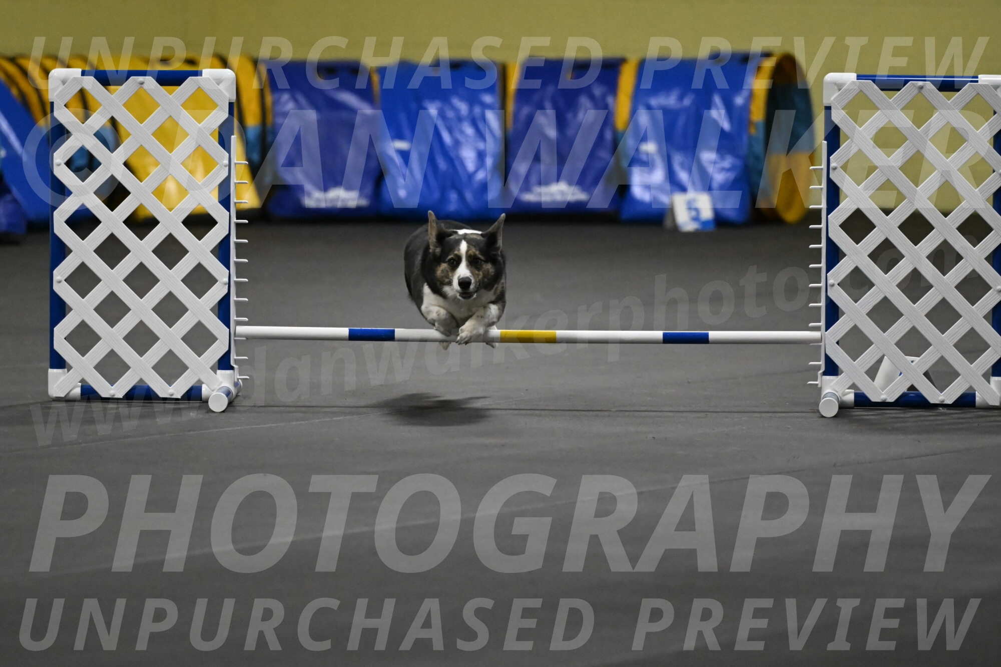 Mischief-Santin-13716