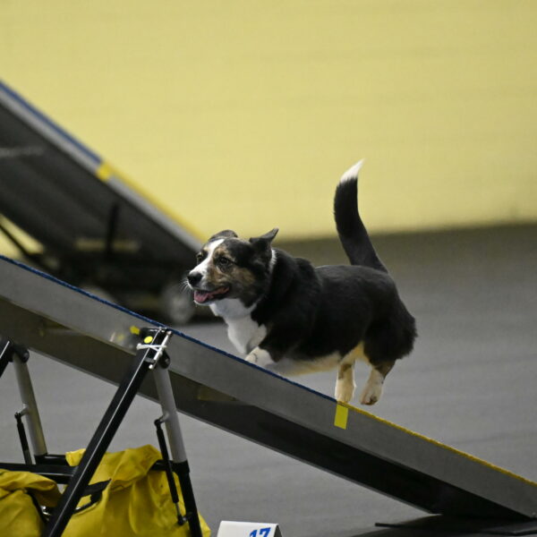 Mischief-Santin-13721