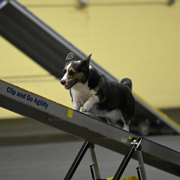 Mischief-Santin-13728