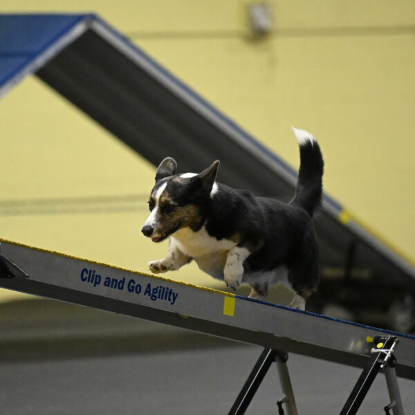 Mischief-Santin-13731