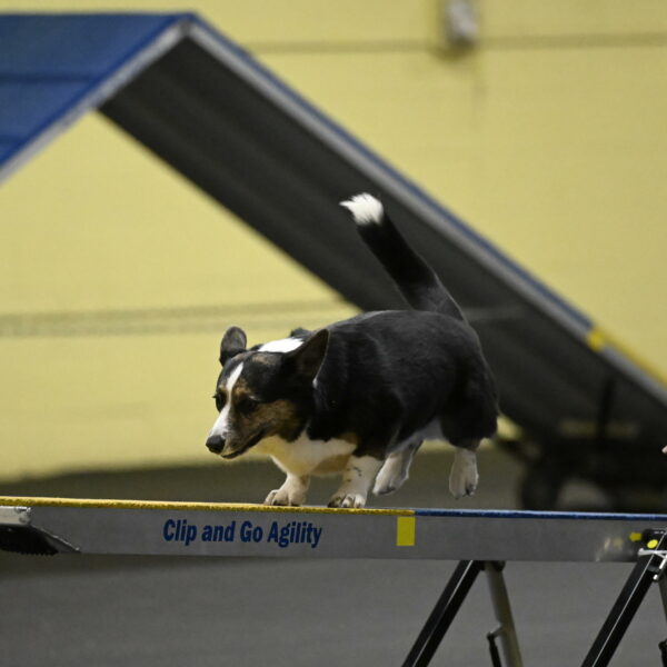 Mischief-Santin-13733