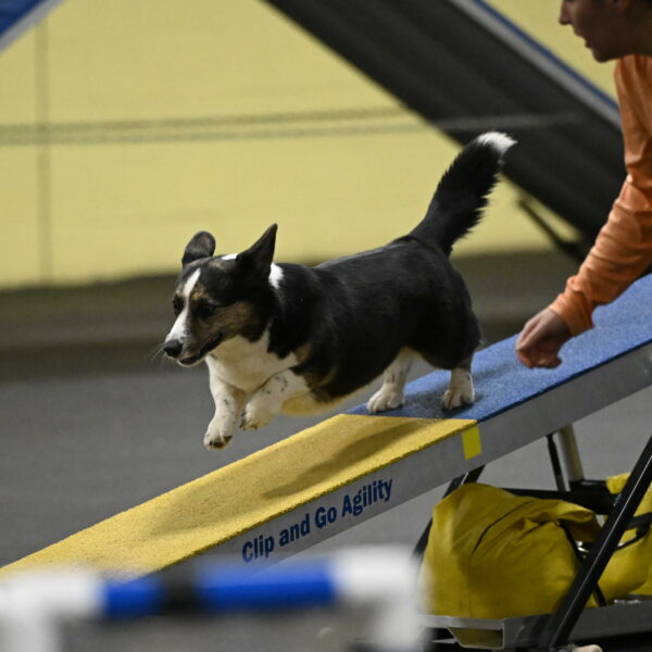 Mischief-Santin-13736