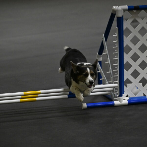 Mischief-Santin-13746