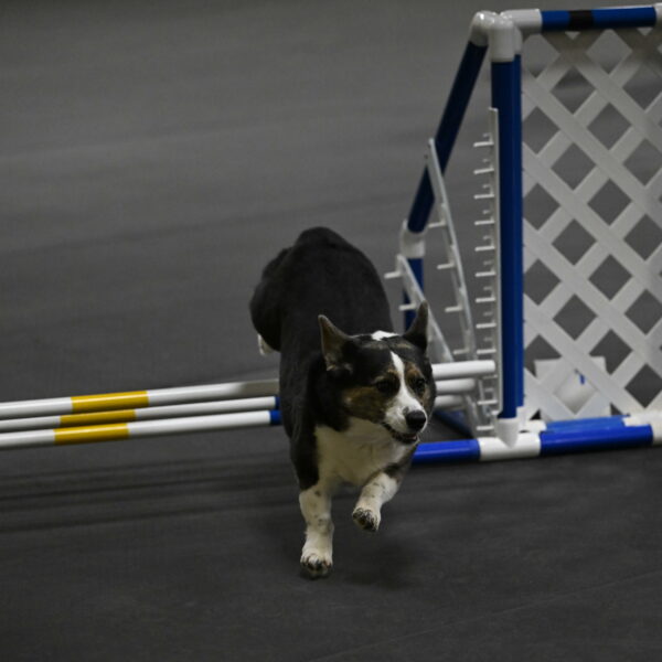 Mischief-Santin-13747