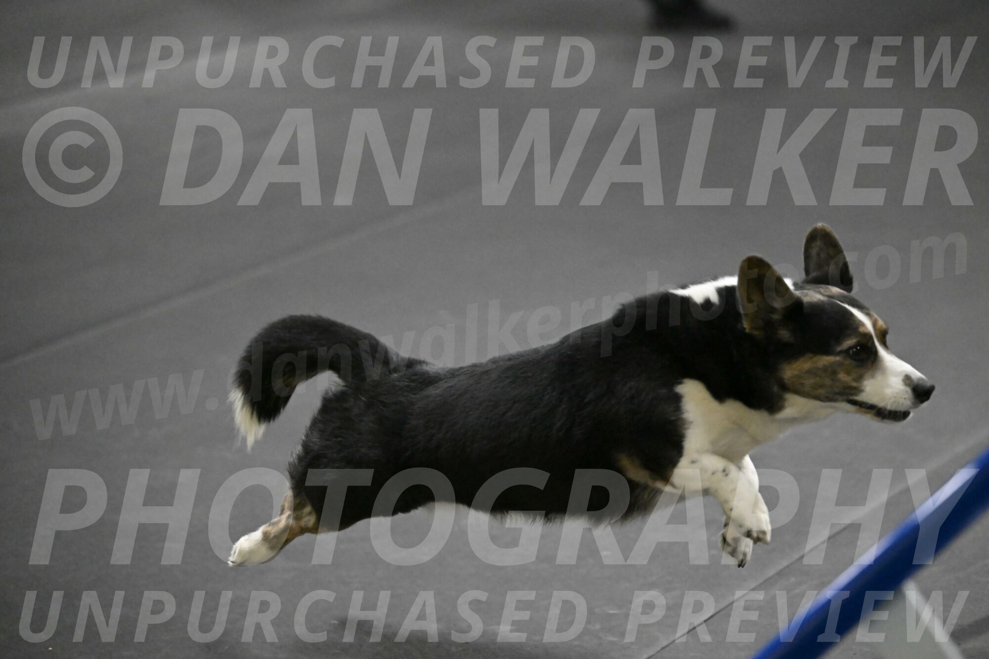 Mischief-Santin-13757