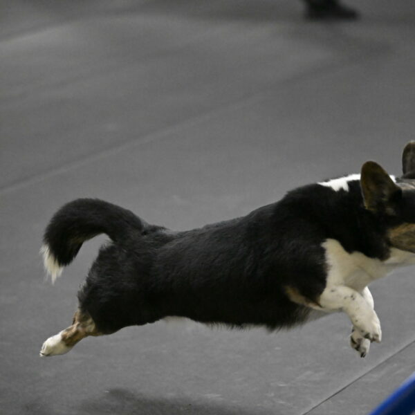 Mischief-Santin-13757