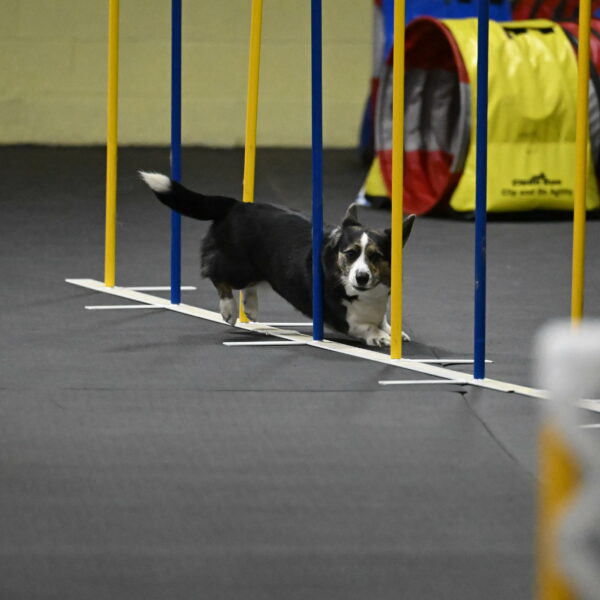 Mischief-Santin-13767