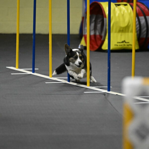 Mischief-Santin-13769