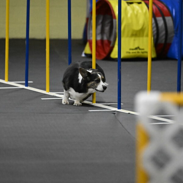 Mischief-Santin-13770