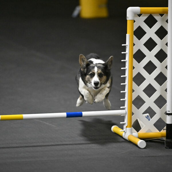 Mischief-Santin-13777