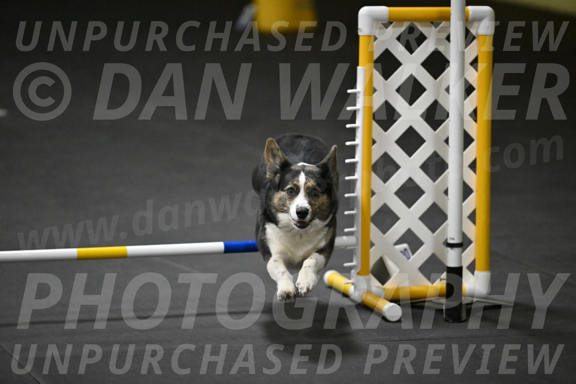 Mischief-Santin-13779