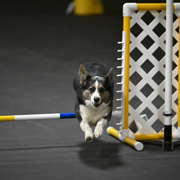 Mischief-Santin-13779