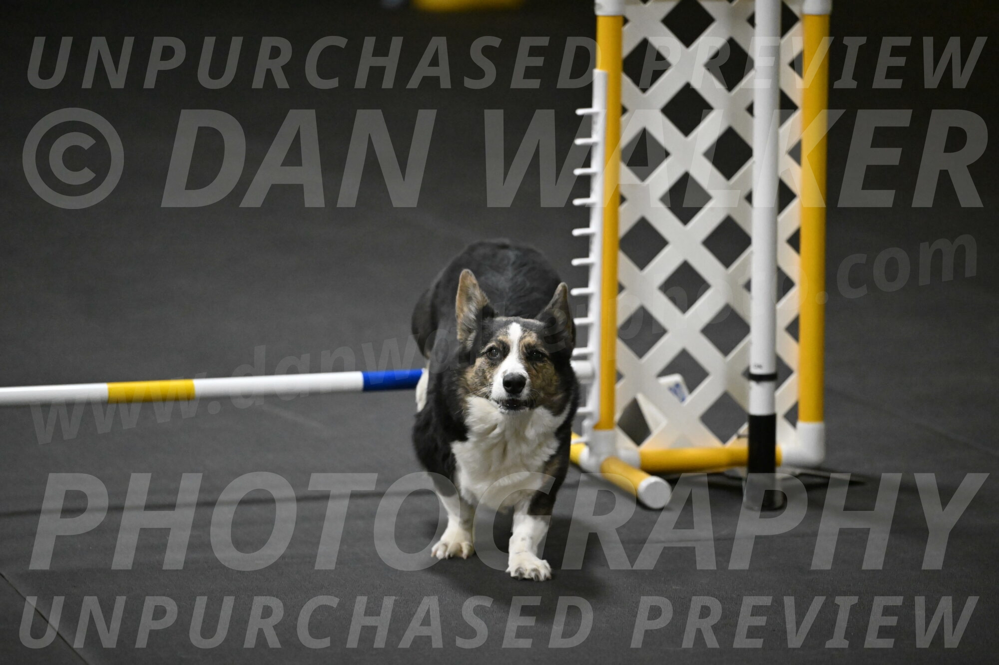 Mischief-Santin-13780