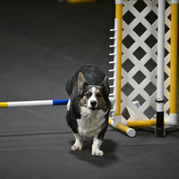 Mischief-Santin-13780