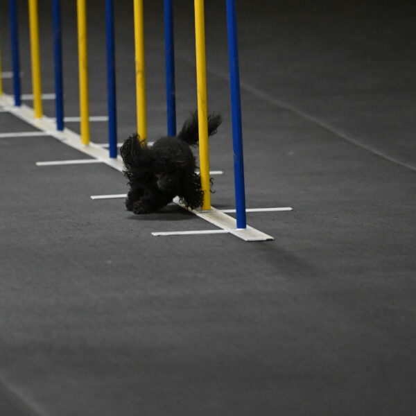 Murphy-Bourell-Casey-13448