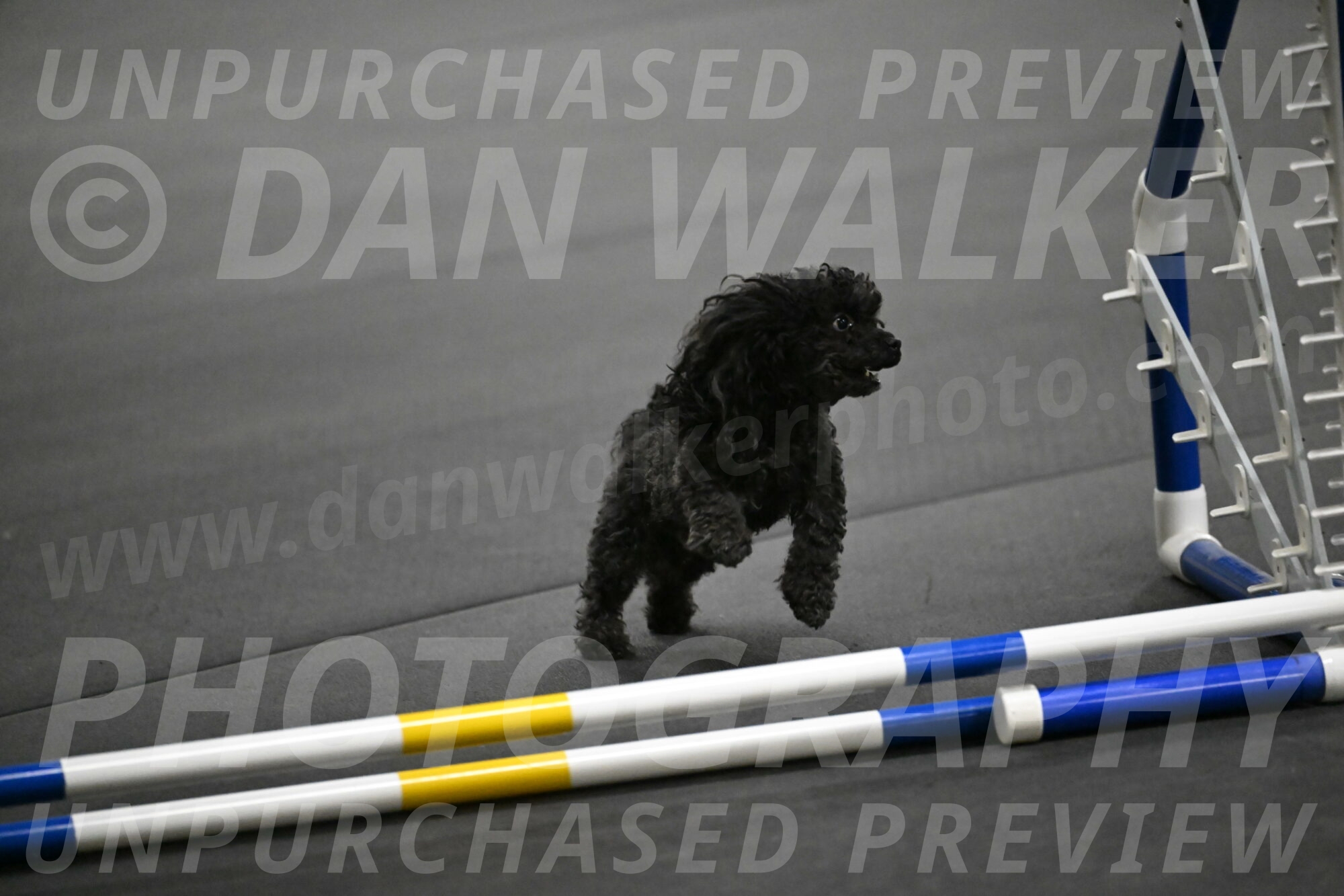 Murphy-Bourell-Casey-13485