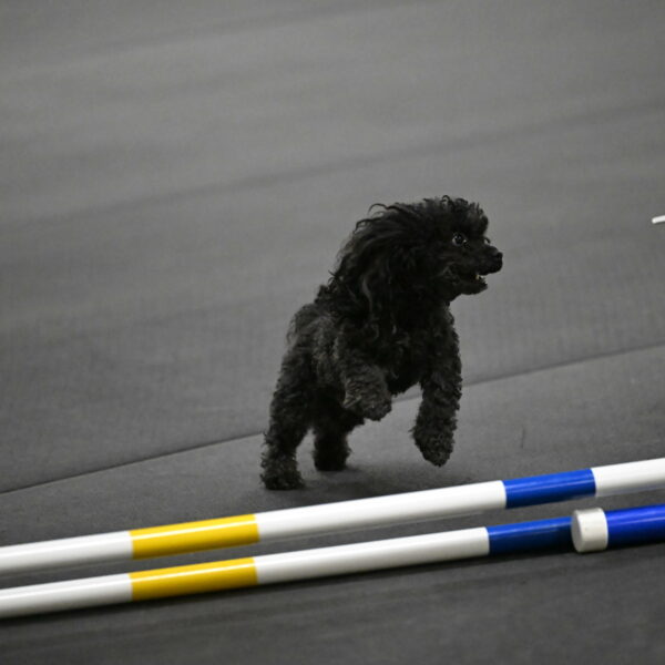 Murphy-Bourell-Casey-13485