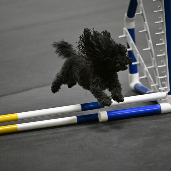 Murphy-Bourell-Casey-13487