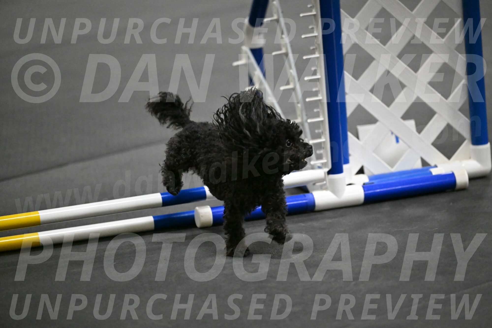 Murphy-Bourell-Casey-13488