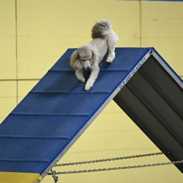 Papango-Bieber-12085