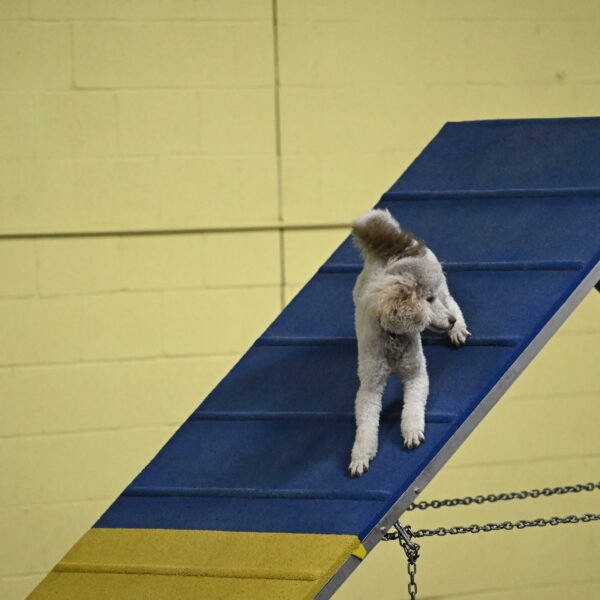 Papango-Bieber-12089