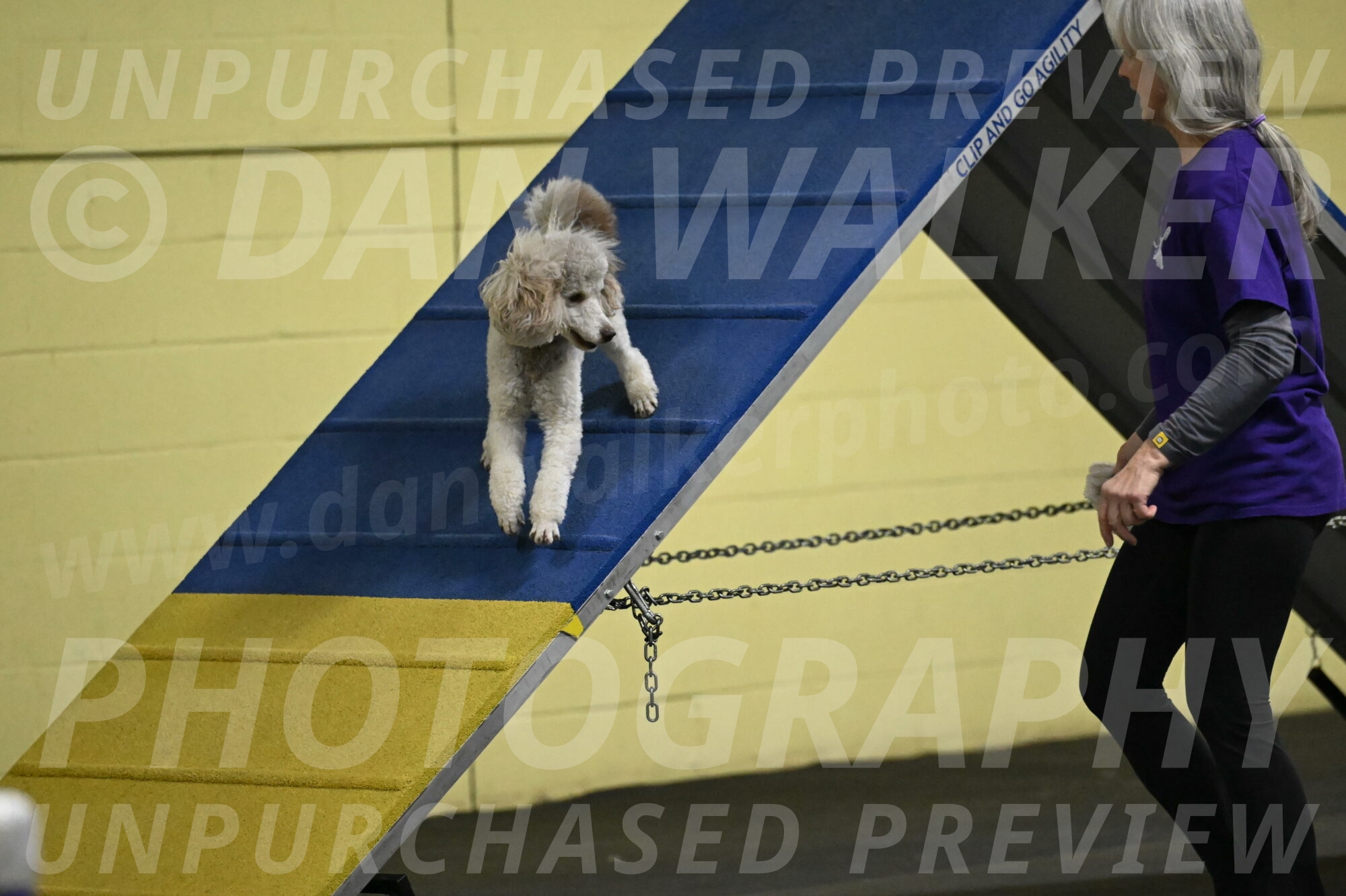 Papango-Bieber-12091