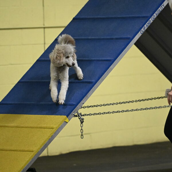 Papango-Bieber-12091